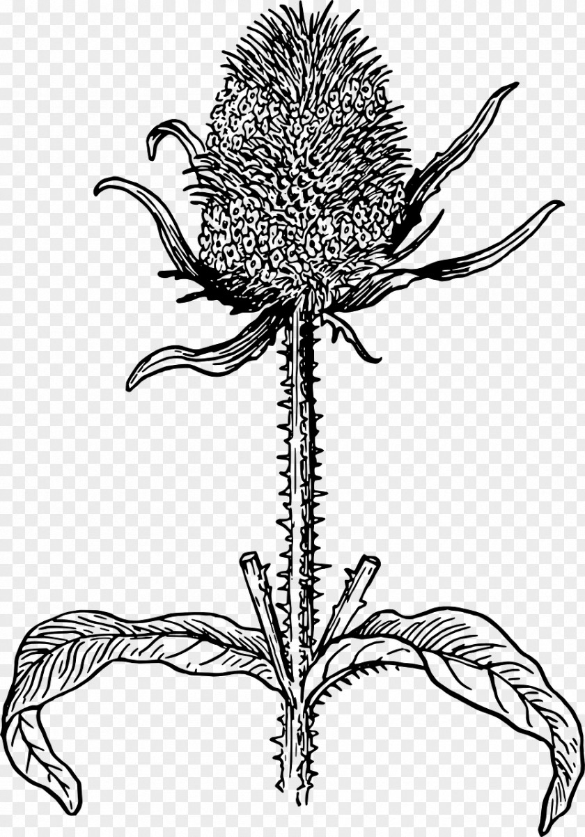 Flower Wild Teasel Milk Thistle Drawing PNG