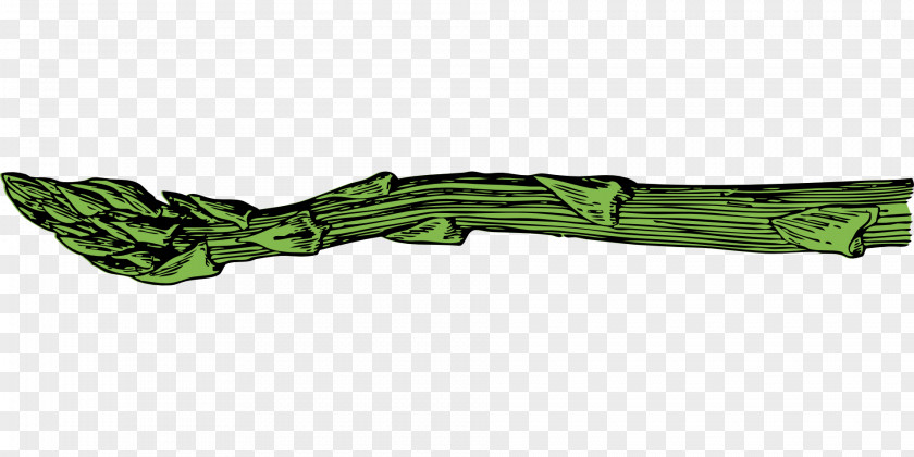 Garden Asparagus Officinalis PNG