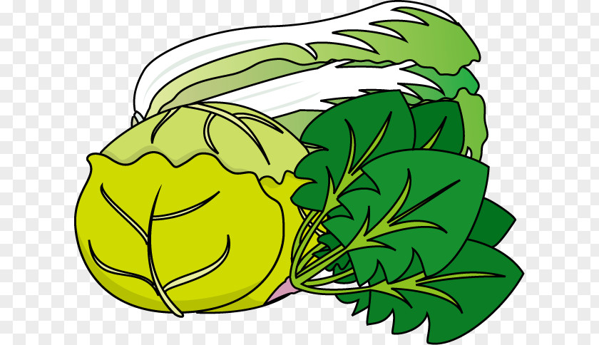 Illustration Clip Art Vegetable Cabbage Japan PNG