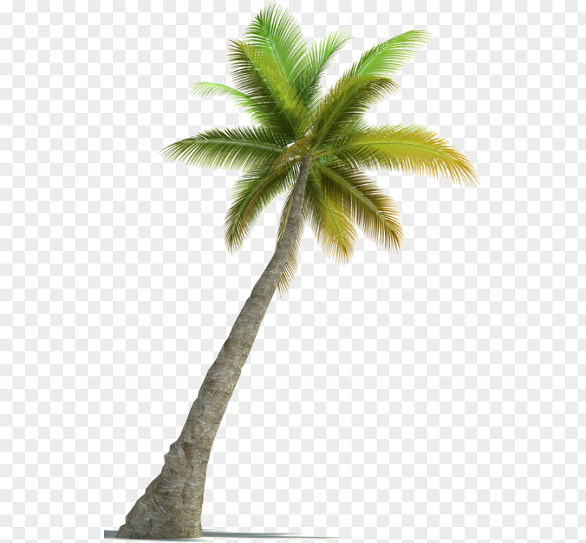 Palm Background Arecaceae Tree Stock Photography PNG