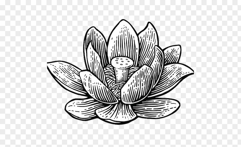 Water Lilies Vector Graphics Illustration Sacred Lotus Drawing Clip Art PNG