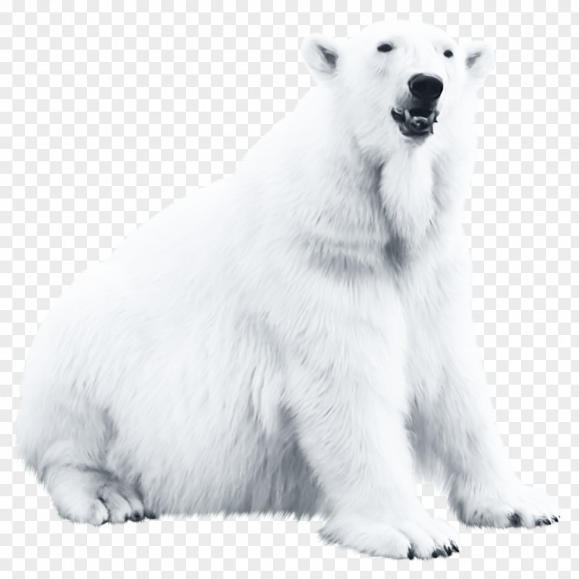 200 Polar Bear Blog PNG