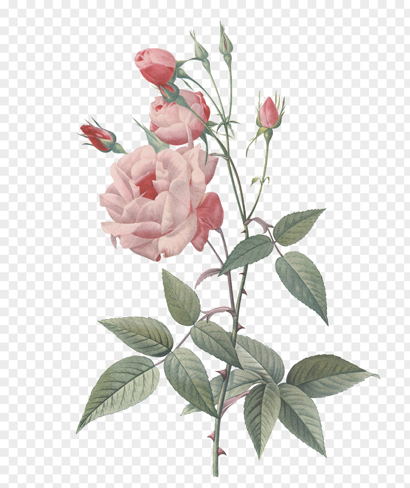 Getting Married Rose Painting Botany Floral Design PNG