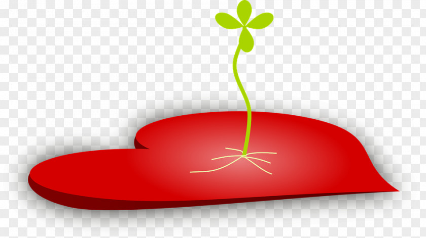 Heart Seed Plant PNG