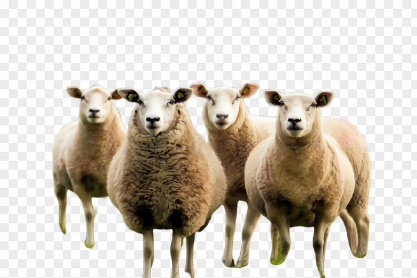 Herding Cowgoat Family Eid Ul Adha Sheep PNG