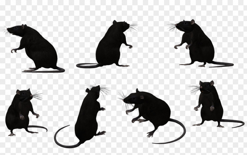 Rat Black Animal Muroidea Silhouette PNG