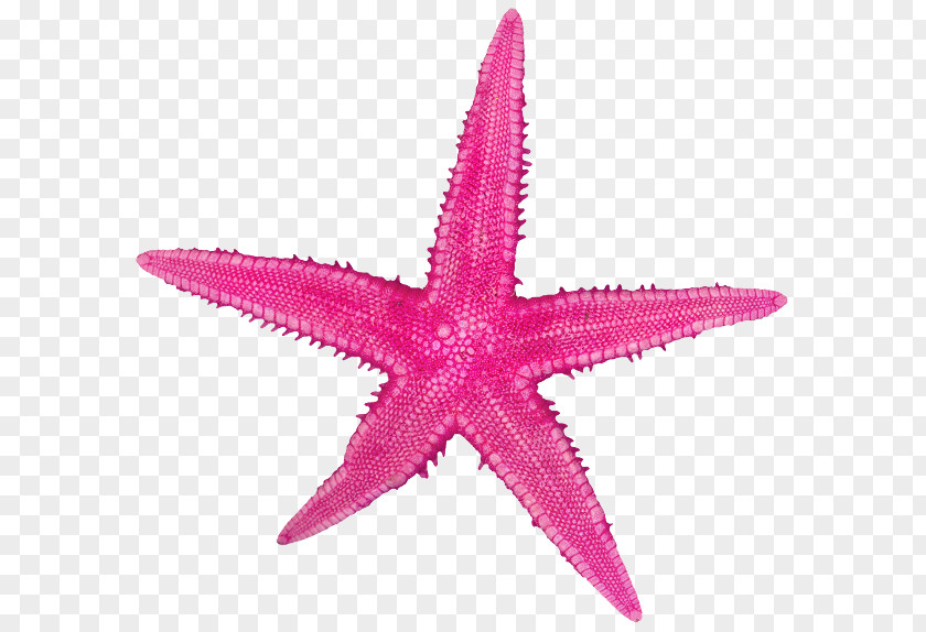 Starfish Sand Echinoderm Rock PNG