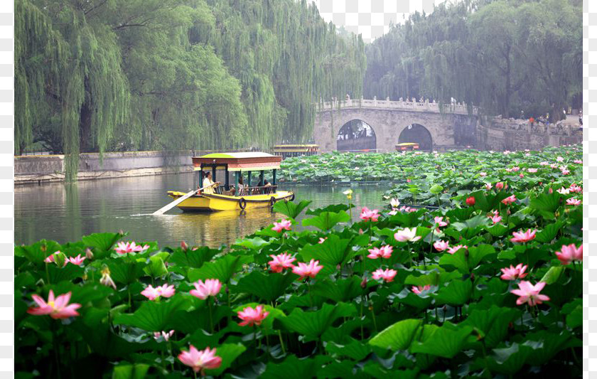 Beihai Park Lotus Forbidden City Jingshan Tourism PNG