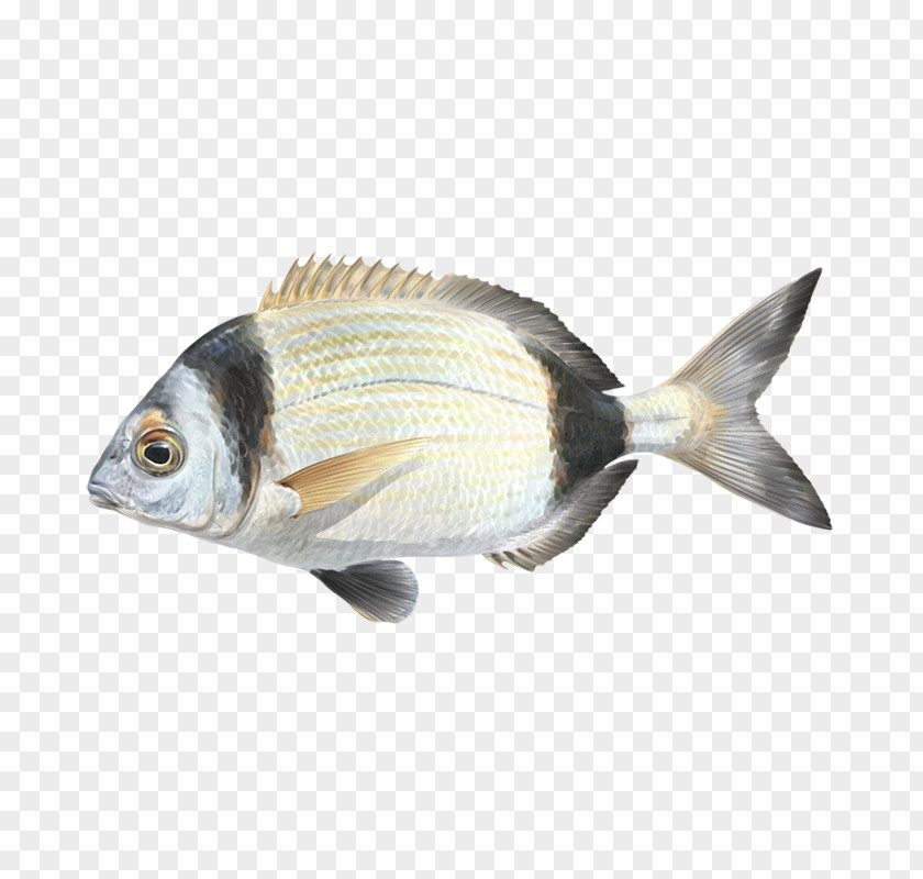 Cherne Altovise Oily Fish Fauna Carp Perch PNG