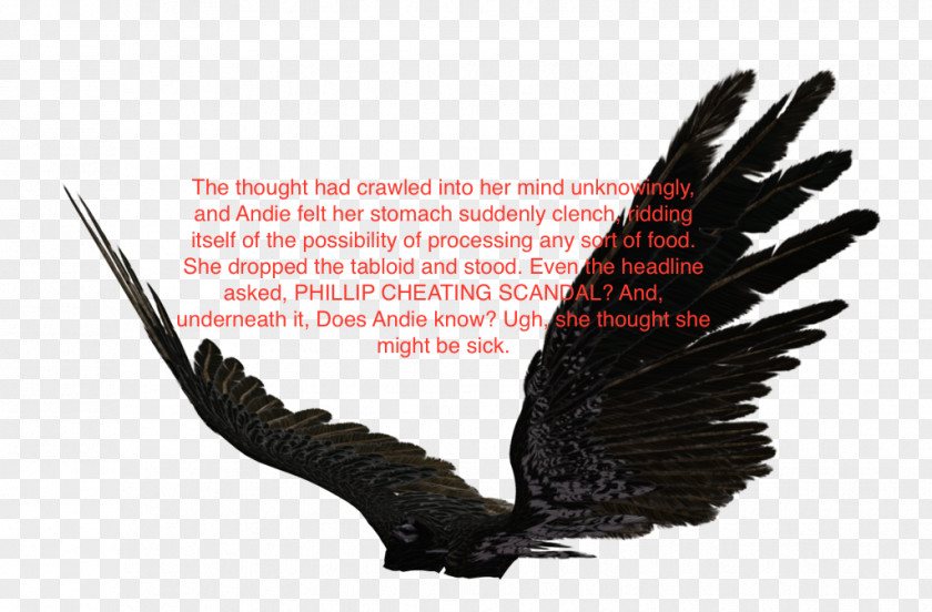 Eagle Bald Bird T-shirt Feather PNG
