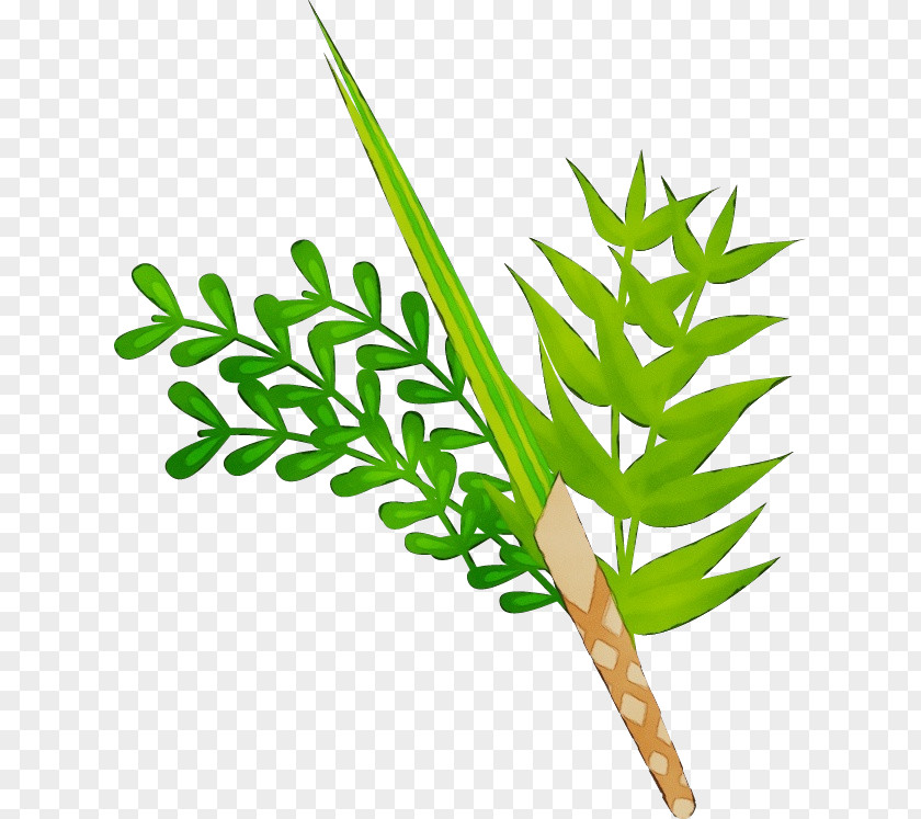 Fern Flowering Plant Palm Tree Background PNG