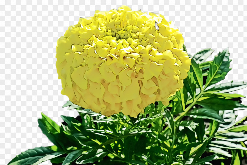 Tagetes Patula Plant Flowers Background PNG