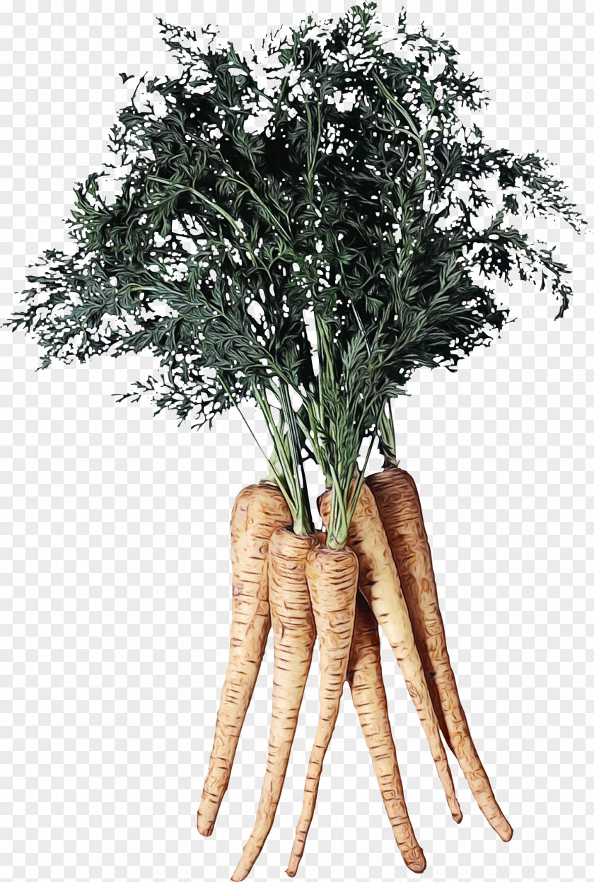 Plant Stem Wild Carrot Tree Roots PNG