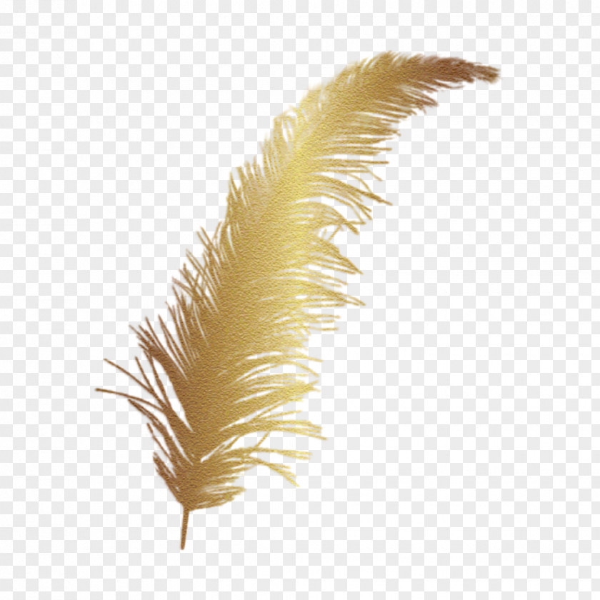 Plume Feather Clip Art Vector Graphics Image PNG