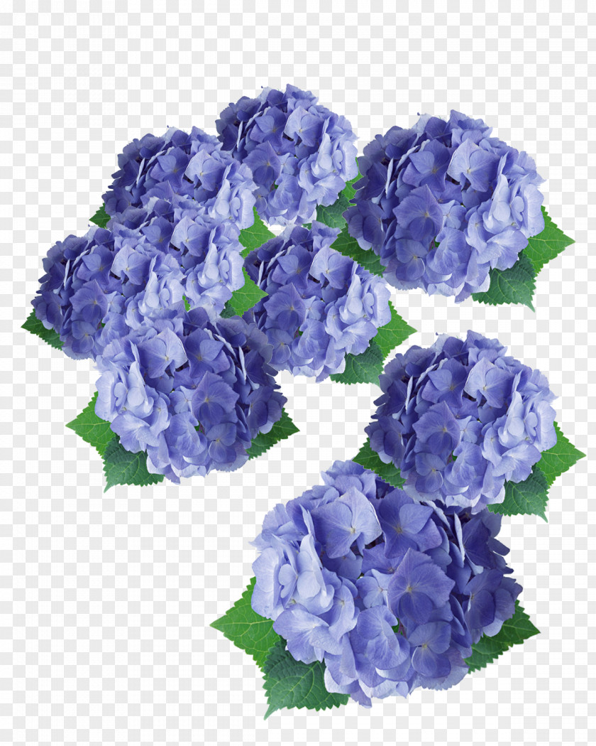 Purple Flowers Flower Hydrangea Floral Design PNG