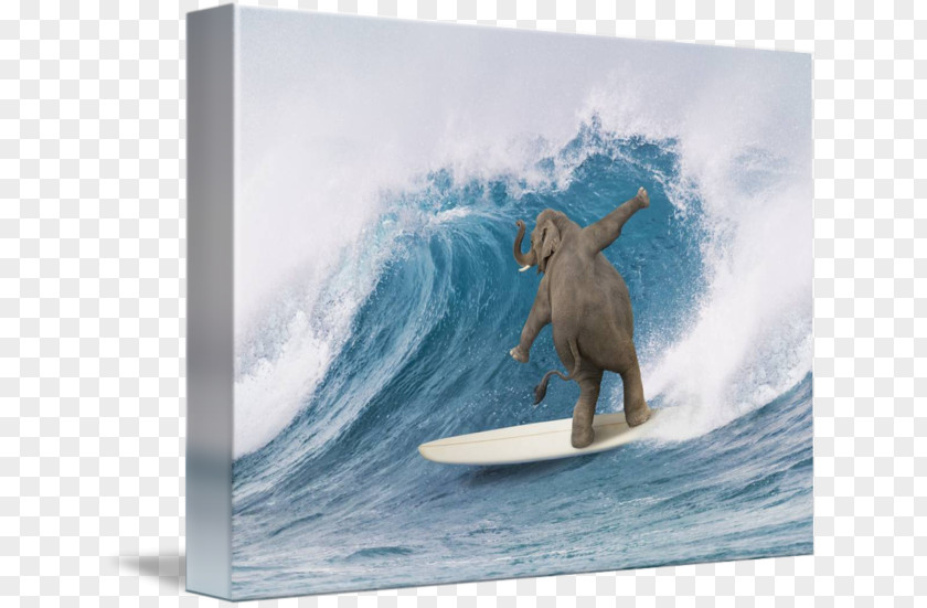 Surfing Board Surfboard Elephant Longboarding PNG