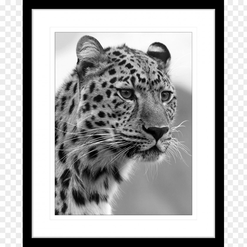 African Print Wildcat Felidae Cheetah Tiger PNG