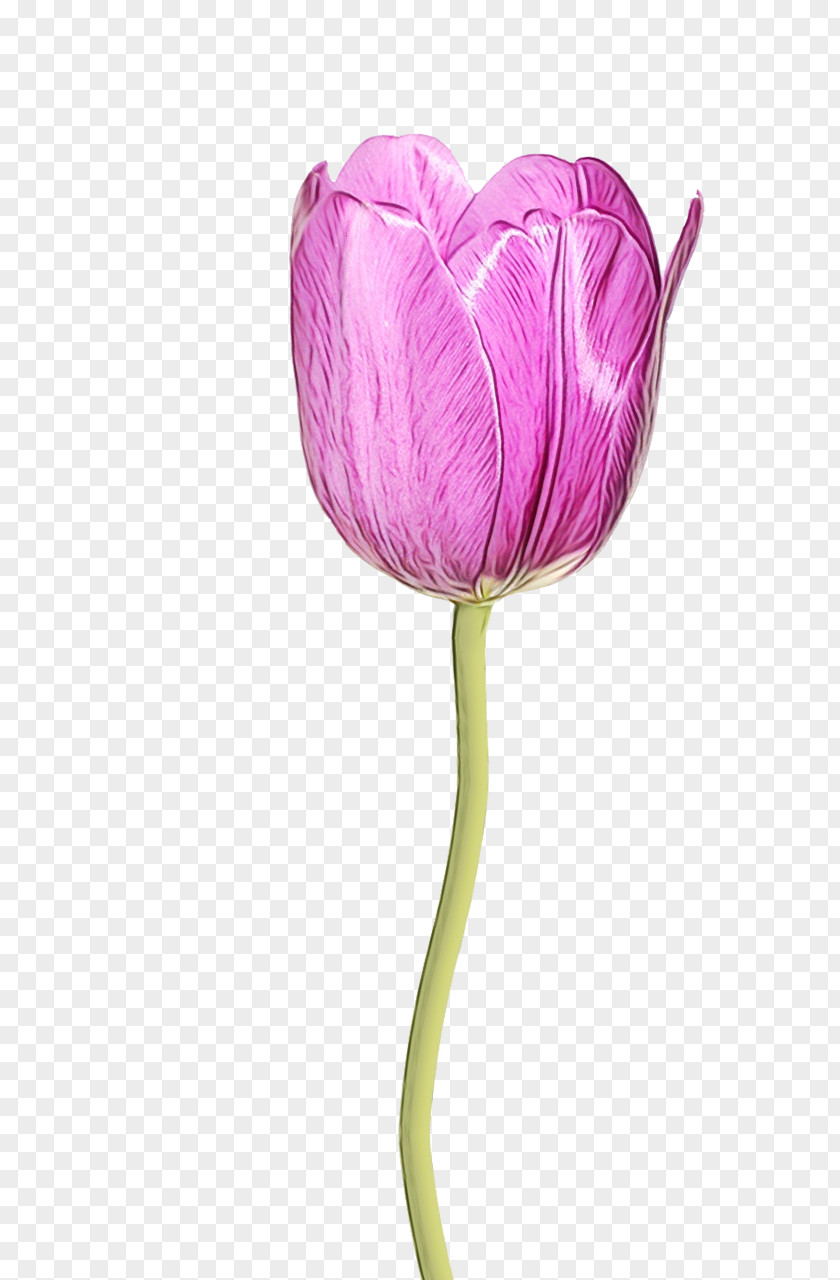 Plant Stem Flowering Flower Tulip Petal Purple PNG