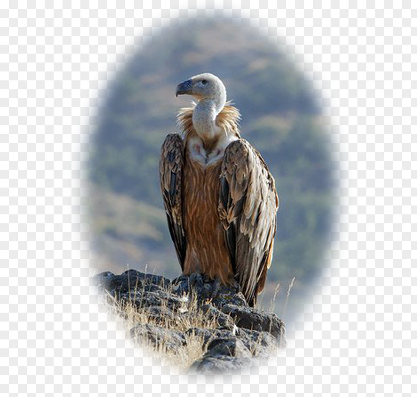 Eagle Bald Vulture Beak Falcon PNG