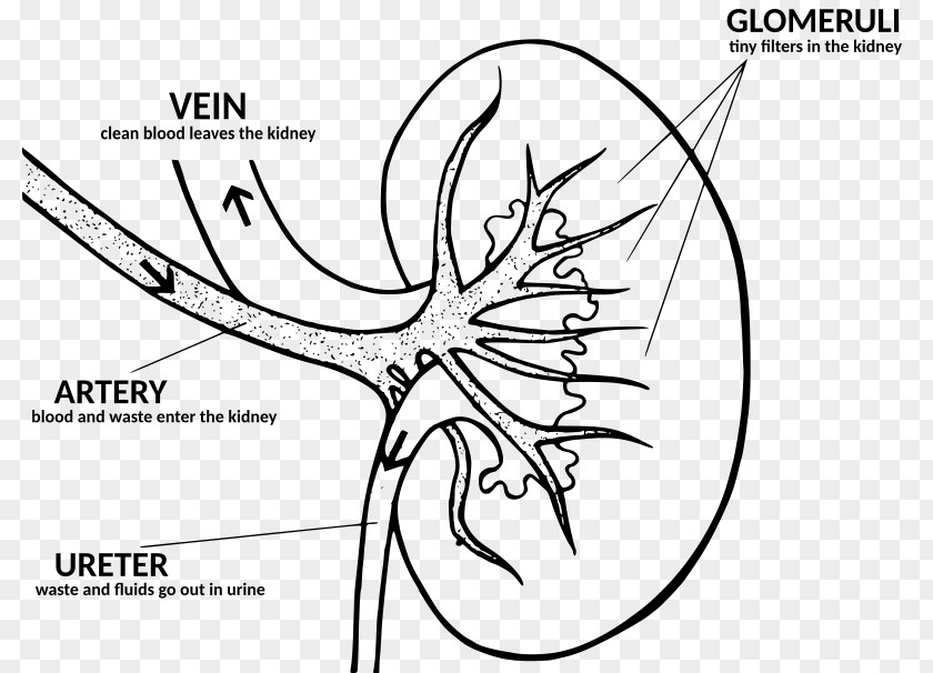 Kidney Disease Anatomy Function Human Body PNG