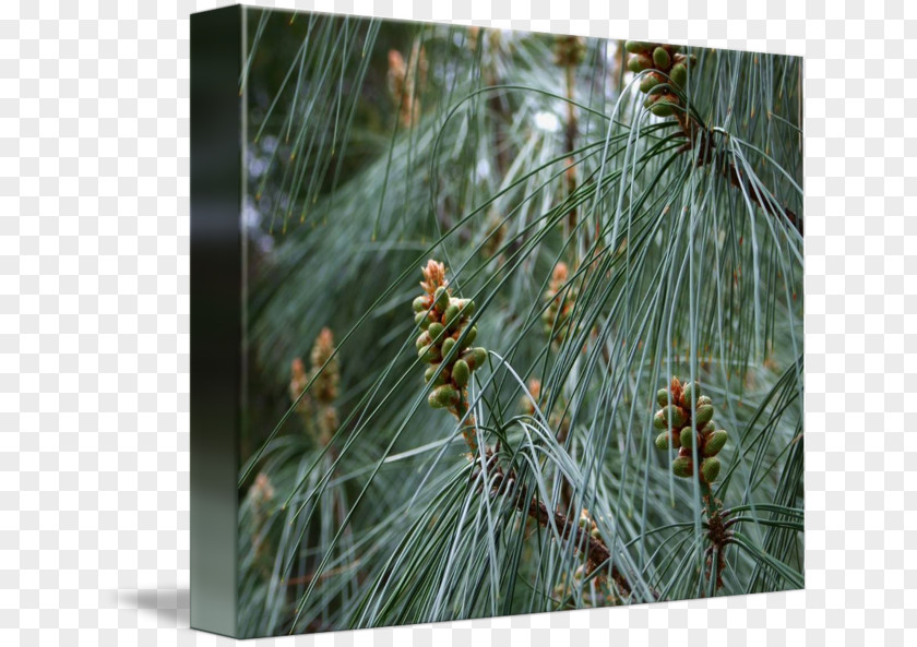 Pine Watercolor Vegetation Spruce Fir Biome PNG