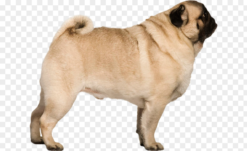 Puppy Pug Stock Photography PNG