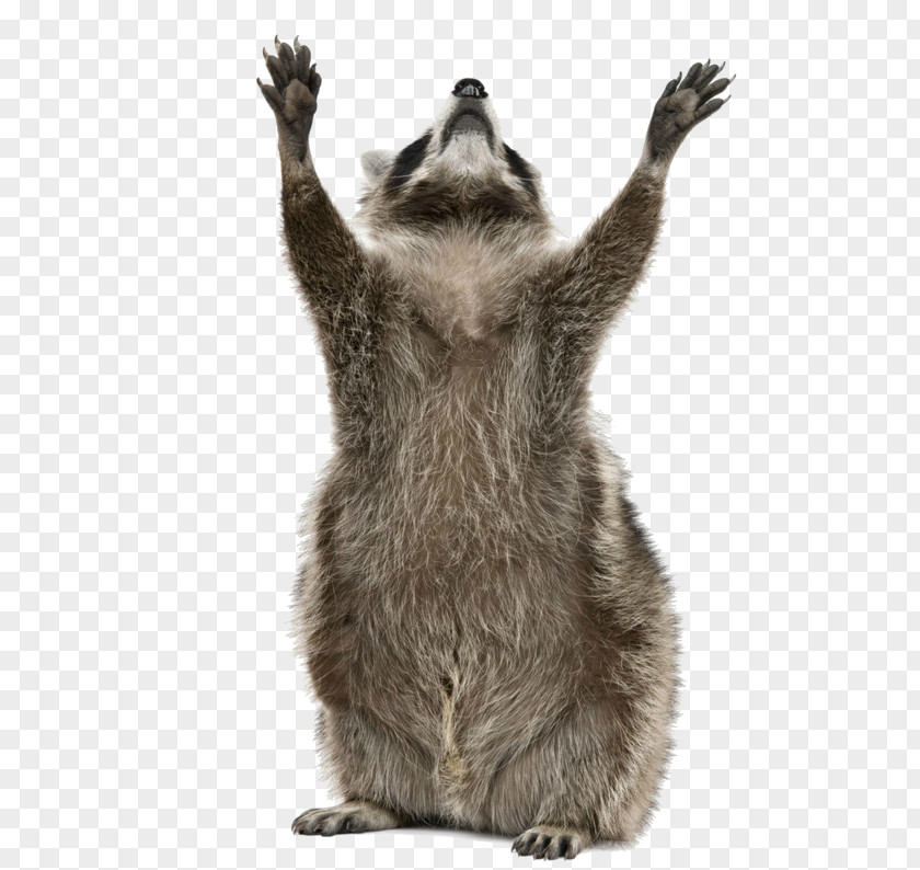 Raccoon Stock Photography Royalty-free PNG