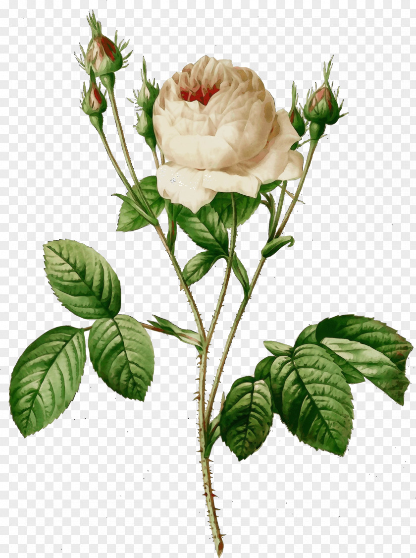 Rosa Gallica Leaf Rose PNG