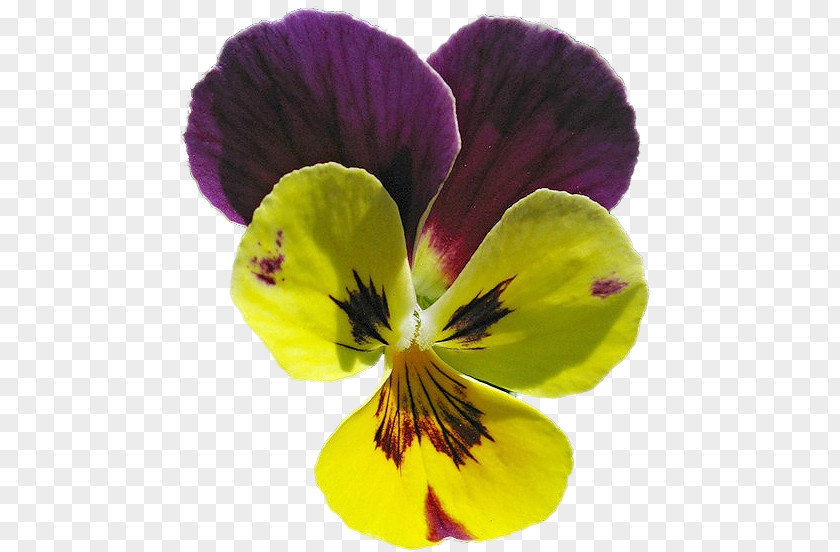 Violet Pansy PNG