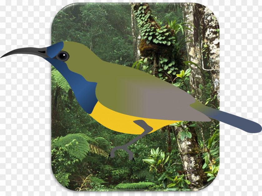 Bird Of Paradise In Papua New Guinea DeviantArt Work Art Artist Museum PNG