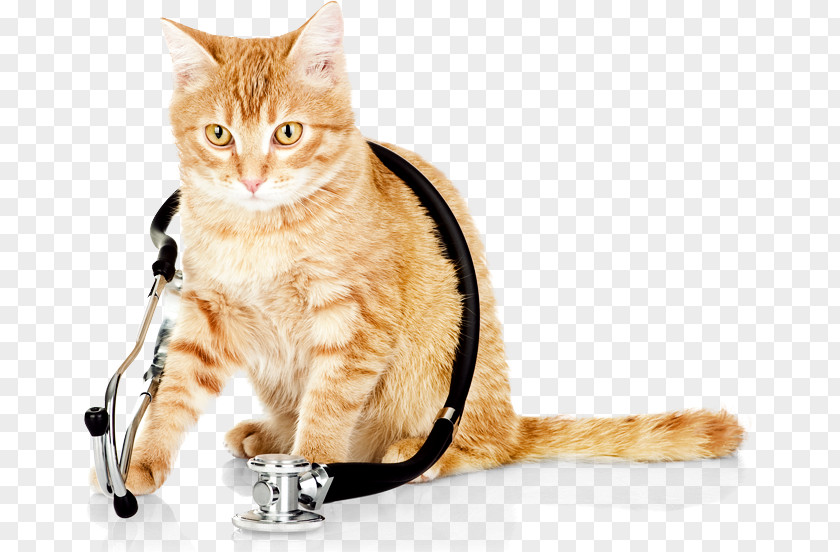Cat Wearing A Stethoscope Kitten Dog Veterinarian Veterinary Medicine PNG