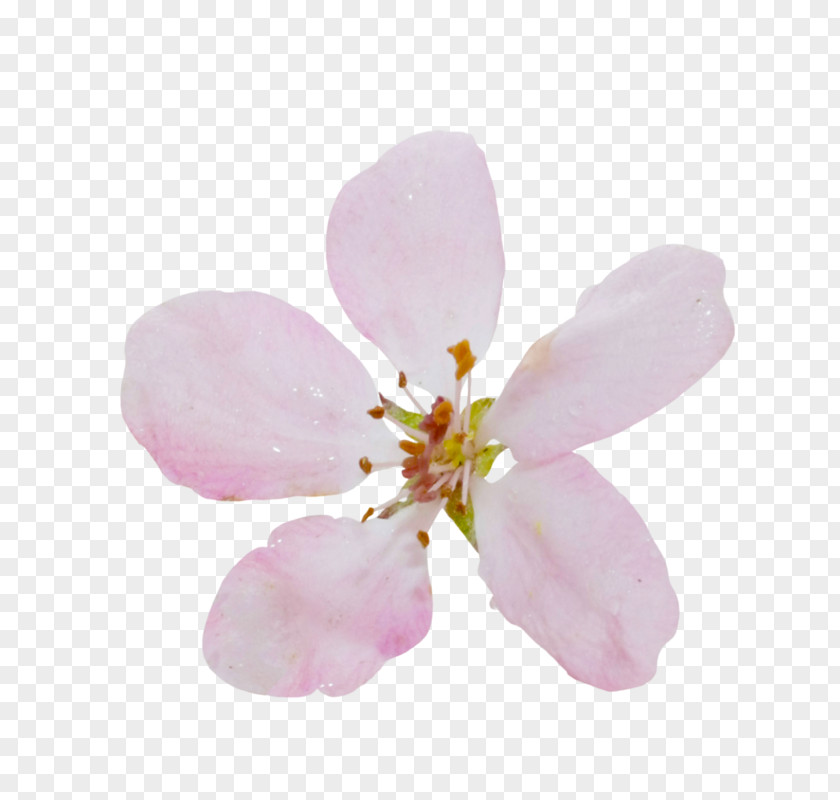 Cherry Blossom Pink M ST.AU.150 MIN.V.UNC.NR AD PNG