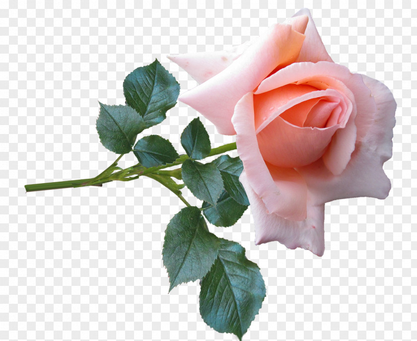 Flower Garden Roses Desktop Wallpaper Image Photograph PNG