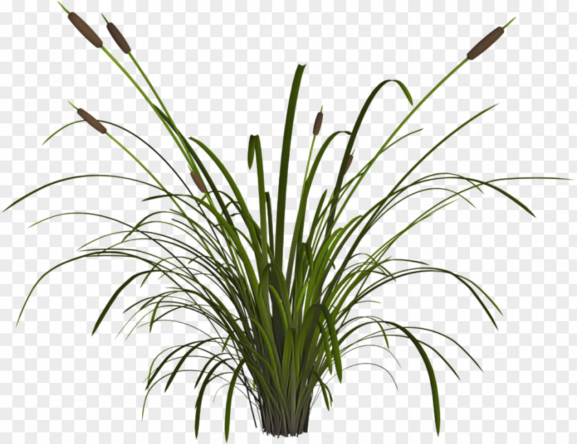 Grass Plant Flower Family Houseplant PNG