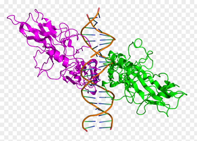 RELA NF-κB Protein Clip Art PNG