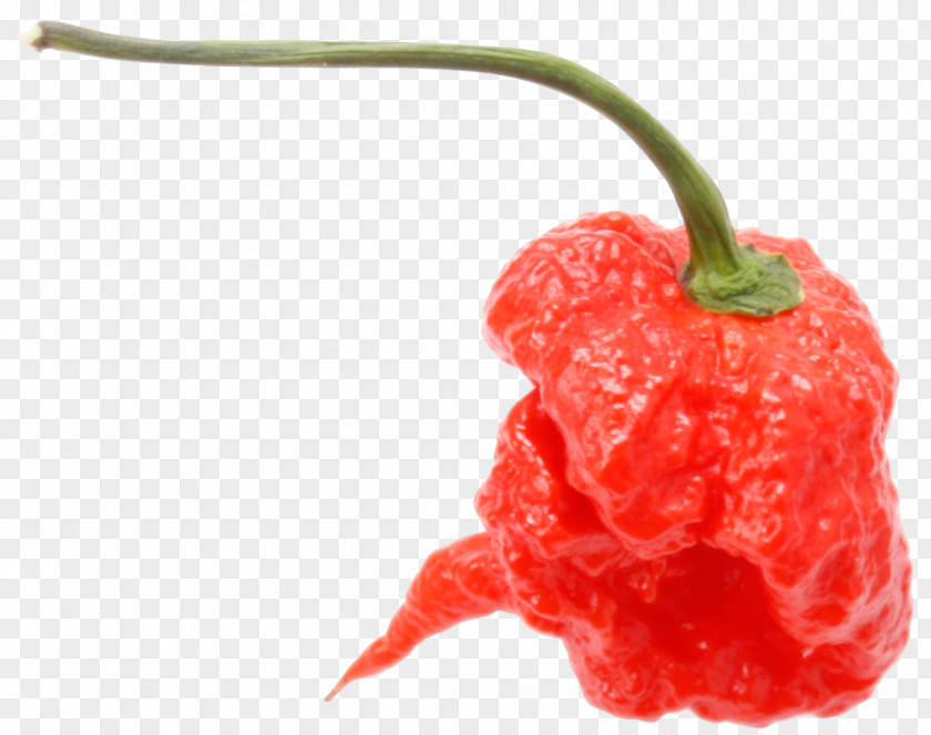 Akshay Kumar Chili Pepper Peperoncino Capsicum Annuum Carolina Reaper Scoville Unit PNG