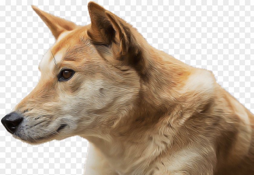 Carolina Dog New Guinea Singing Canaan Snout PNG