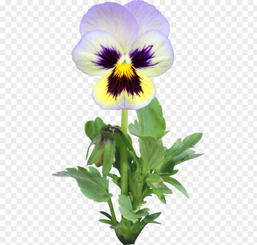 Flower Pansy Annual Plant Clip Art PNG