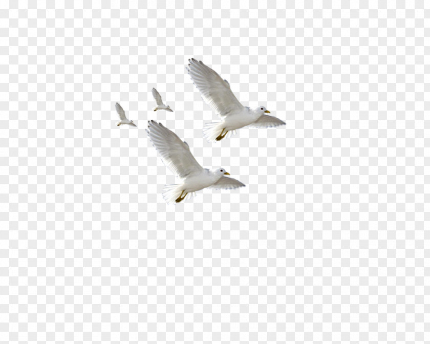 Flying Seagulls European Herring Gull Common Flight Bird PNG