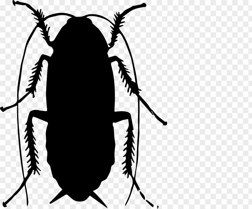 Insect Pest Cockroach Fly PNG