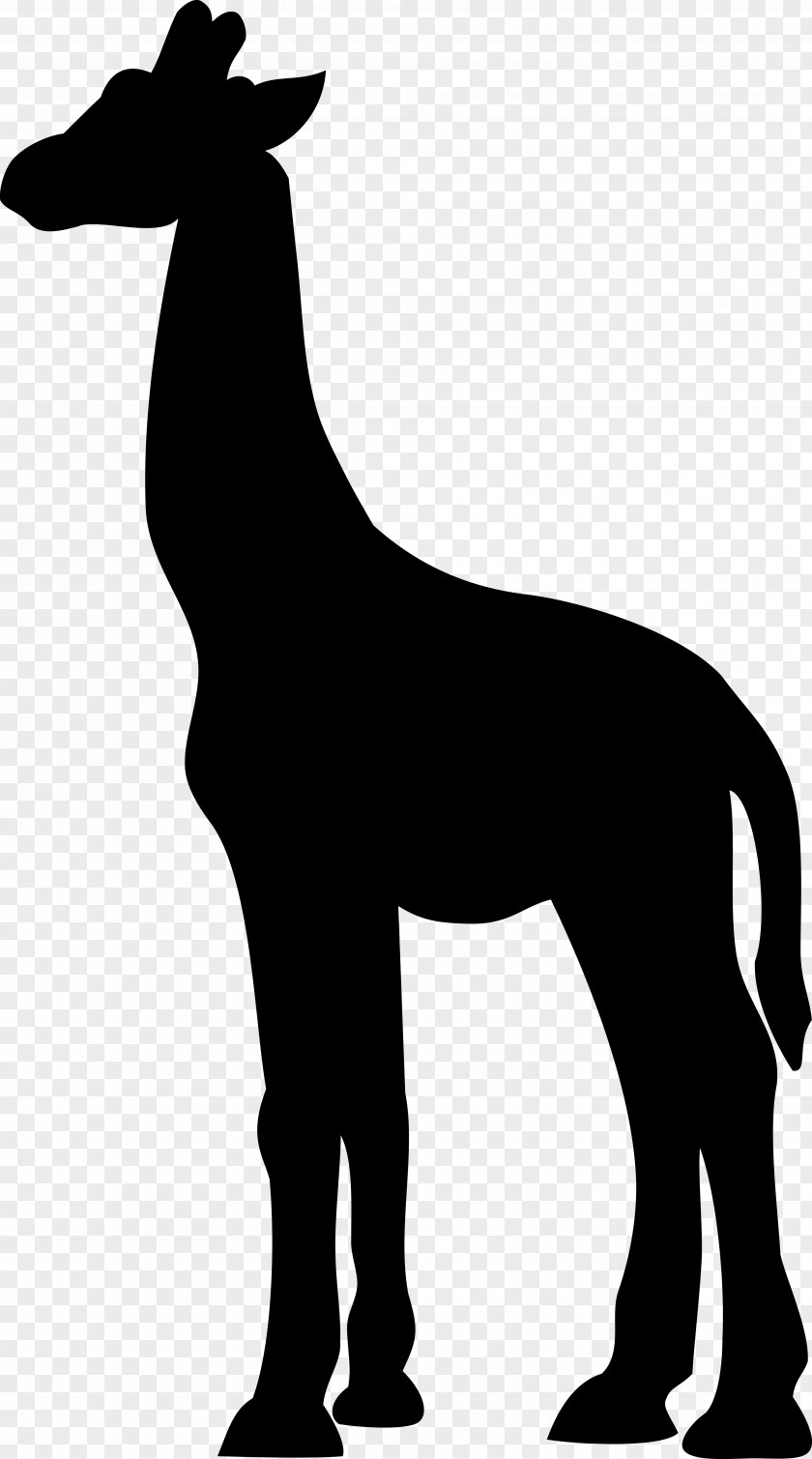 Mustang Dog Mammal Donkey Giraffids PNG