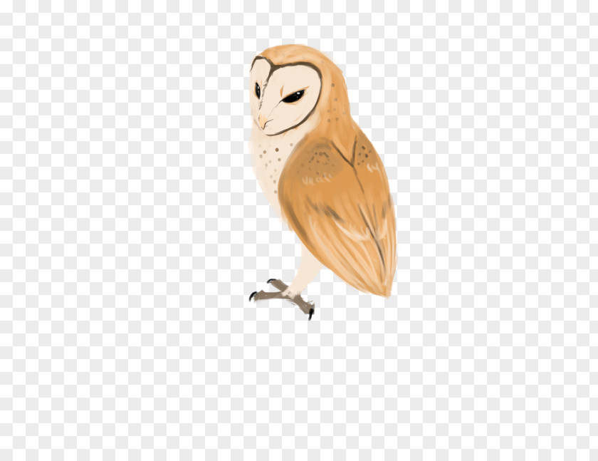 Owl Bird PNG