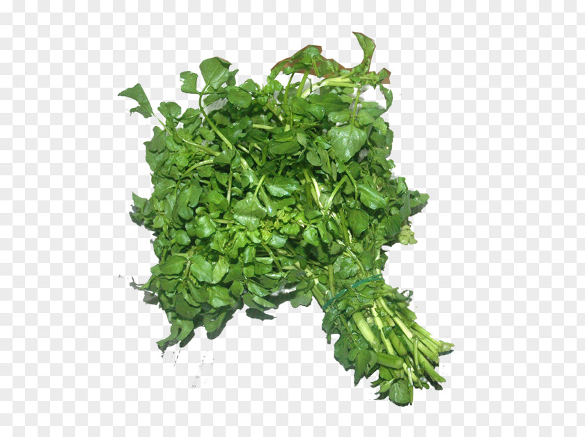 Parsley Watercress Spinach Coriander Spring Greens PNG