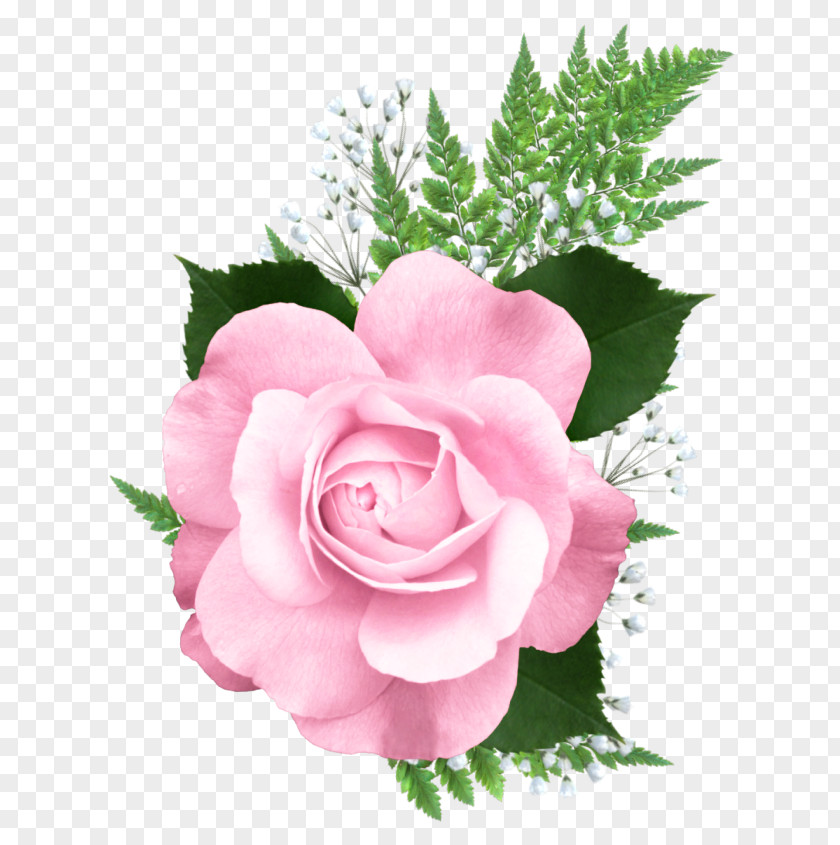 Pink Rose Transparent Picture Clip Art PNG