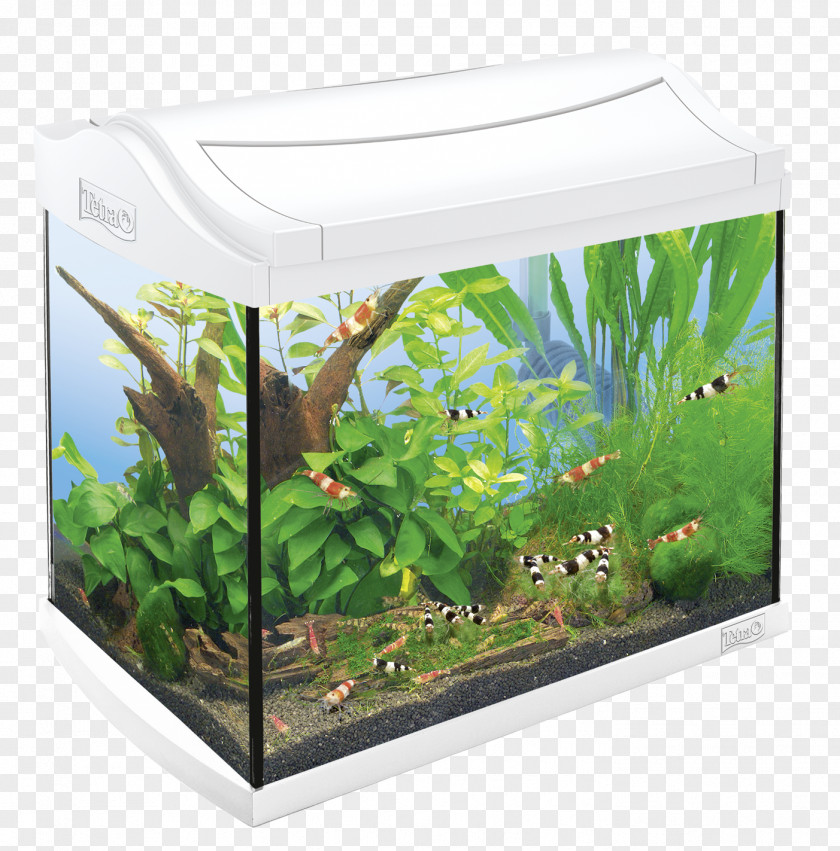 Tetra Nano Aquarium Goldfish Shrimp PNG