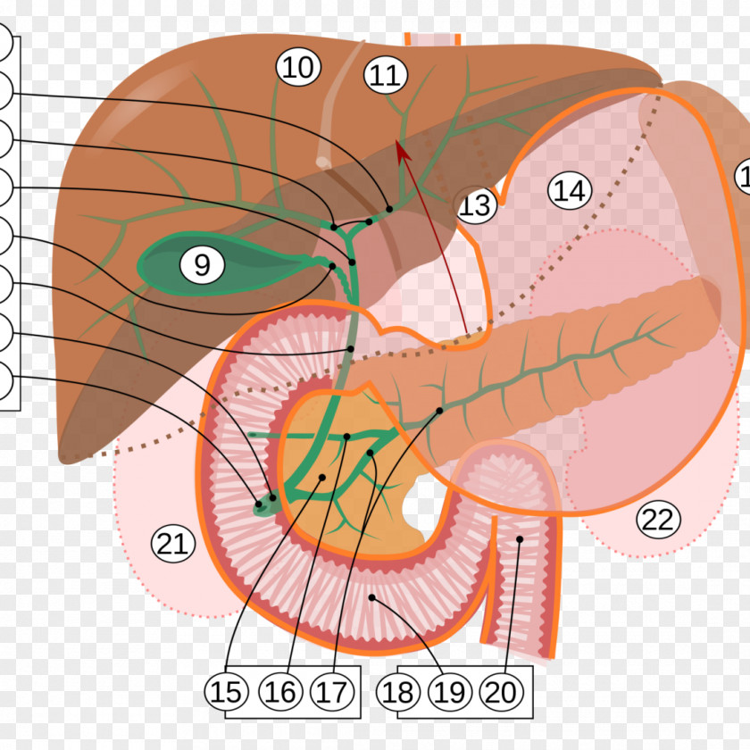 Ampulla Of Vater Major Duodenal Papilla Pancreas Gallbladder Human Body PNG