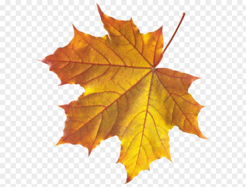 Autumn Leaf Color Clip Art PNG