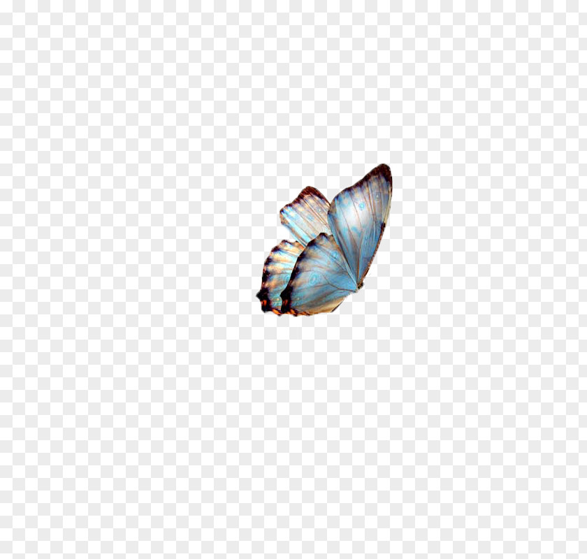 Butterfly,insect,specimen Butterfly Clip Art PNG