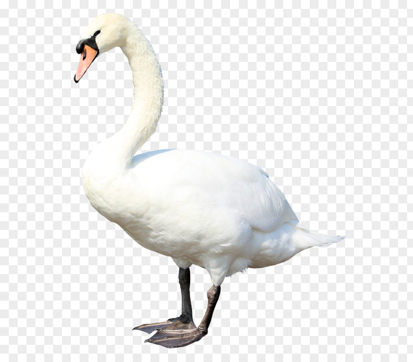 Goose Cygnini Duck PNG