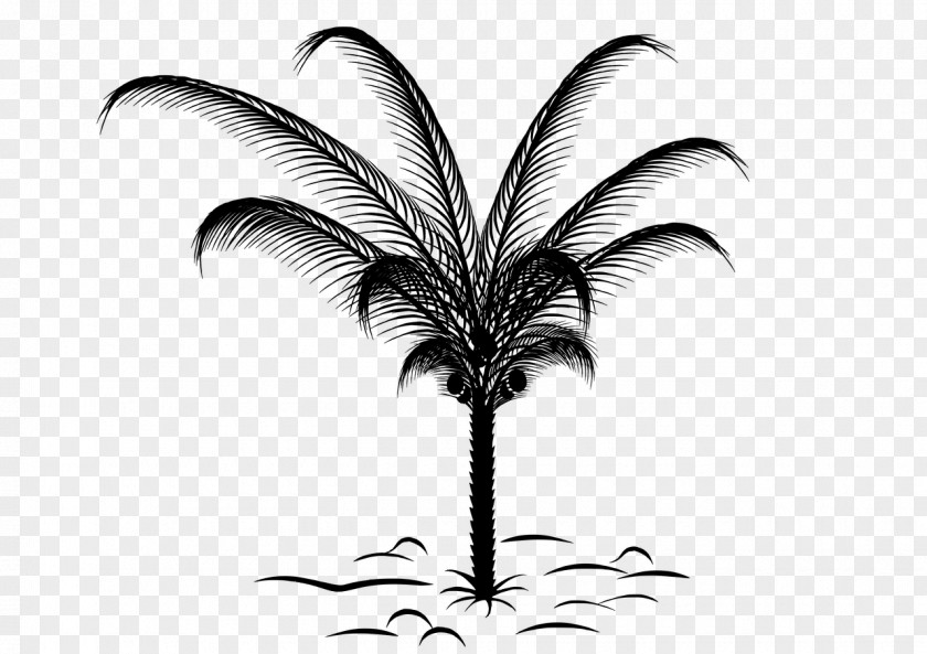 Design Paper Arecaceae Palm Branch Sketch PNG